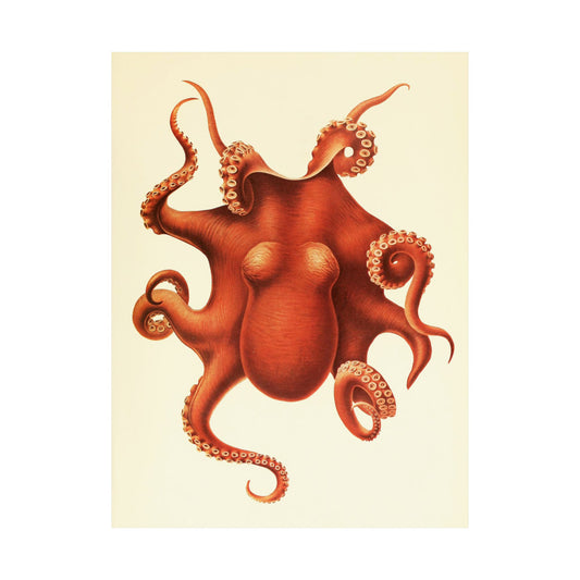 Antique Octopus Illustration, 1910 Marine Biology Print by Ewald Rübsamen, Vintage Sea Creature Artwork