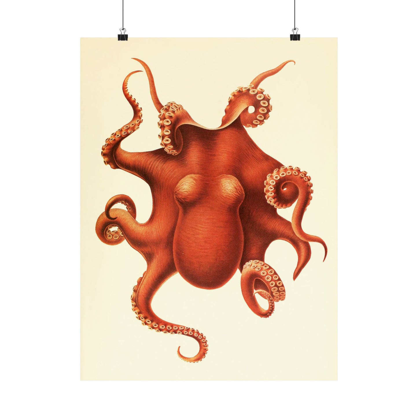 Antique Octopus Illustration, 1910 Marine Biology Print by Ewald Rübsamen, Vintage Sea Creature Artwork